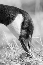 GooseHeadShots-306.jpg