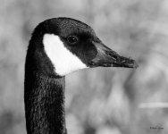 GooseHeadShots-301.jpg