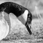 GooseHeadShots-304.jpg
