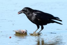 CrowFish-320.jpg