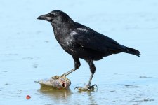 CrowFish-321.jpg
