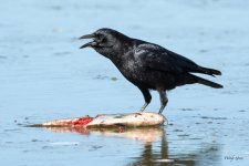 CrowFish-322.jpg