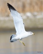 GullFlight-345.jpg