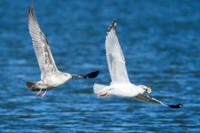 GullChase-301.jpg