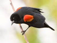 Blackbird.jpg