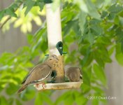White Wing Dove 80DSC_6804.jpg