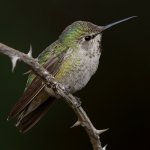 Hummer17.jpg