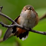 BabyHummer13.jpg