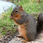 Squirrel.jpg