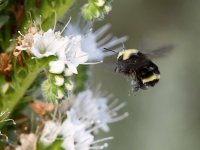 Bee.jpg