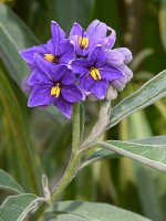 NightShade.jpg