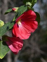 RedFlower.jpg