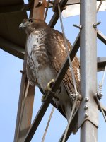 Hawk.jpg