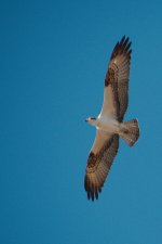 DSC_7675+SM legoland osprey BIF -0001.jpg