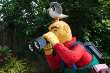 DSC_4786+SM legoland birdwatcher -0001.jpg