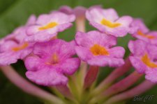 DSC_5284.jpg