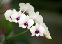 DSC_5572.jpg
