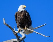 BaldPerched-300.jpg
