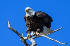 BaldPerched-301.jpg