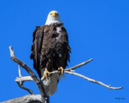 BaldPerched-302.jpg