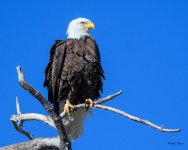 BaldPerched-303.jpg