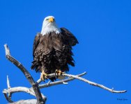 BaldPerched-304.jpg