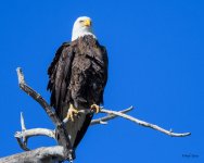 BaldPerched-305.jpg