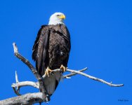 BaldPerched-306.jpg