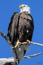 BaldPerched-307.jpg