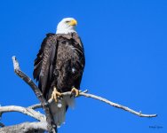 BaldPerched-308.jpg
