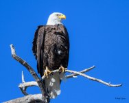 BaldPerched-309.jpg