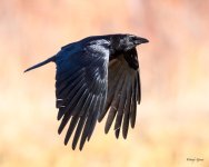 CrowFlight-311.jpg