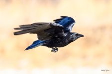 CrowFlight-312.jpg