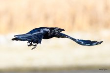 CrowFlight-313.jpg