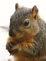Squirrel3.jpg