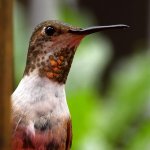 Hummer5.jpg