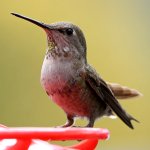 Hummer6.jpg