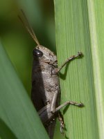 Hopper.jpg