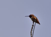 _ROY0956.JPG