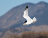 GullInFlight-330.jpg