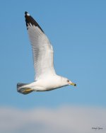 GullInFlight-331.jpg