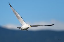 GullInFlight-332.jpg