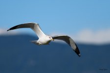 GullInFlight-333.jpg
