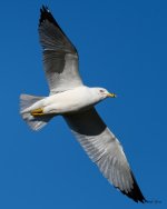 GullInFlight-334.jpg