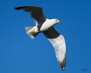 GullInFlight-335.jpg