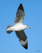 GullInFlight-336.jpg