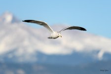 GullInFlight-338.jpg