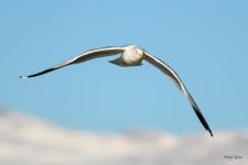 GullInFlight-340.jpg
