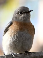 Bluebird.jpg