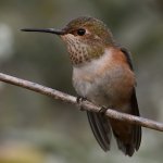 Hummer12.jpg